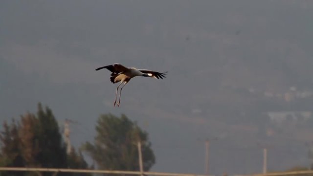 Common Crane landing in the field of hula valey