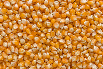 Corn background for popcorn