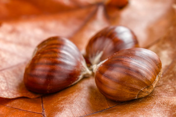 three chestnuts with a background of leaves in autumn