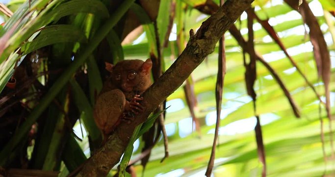 tarsier in a tree, philippines
