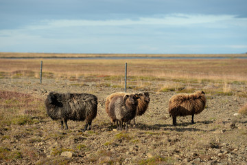 Group of sheep in the harsh nature of Iceland