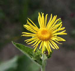 Blossoming Inula high ,Inula helenium in organic garden .Medicinal plant,homeopatic.Blurred background.