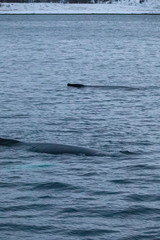 Obraz premium TRØMSO, Nord Norwegen | Polar- Kruezfahrten