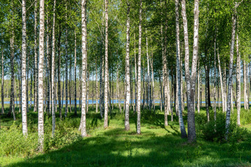 Bosje van berkenbomen in zomerzonlicht