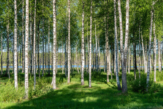 Grove of birch trees in summer sunlight