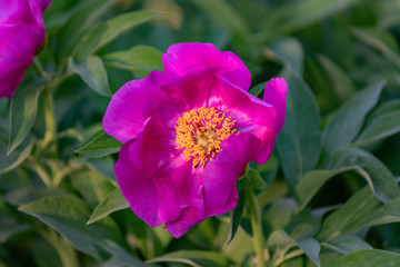 Large pink Chinese peony flower in yellow sunlight