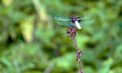 Dragonfly on a branch