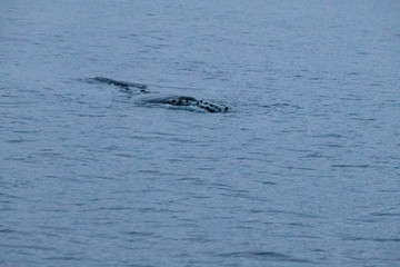 Obraz premium TRØMSO, Nord Norwegen | Polar- Kruezfahrten