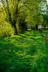 Nature, spring, grass, village. Rural track. It can be used as a background