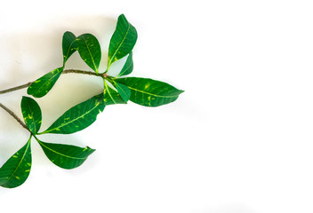 Green leaf on white background.
