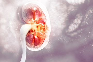Human kidney cross section on scientific background