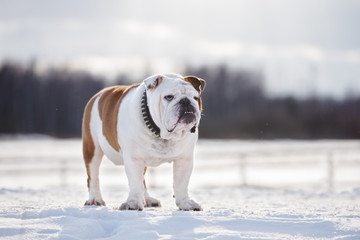 english bulldog dog standing outdoors in winter