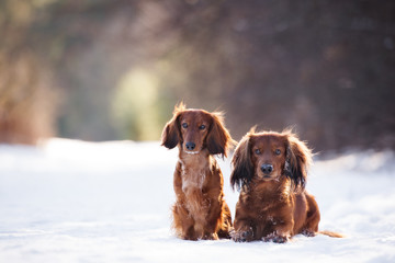 two red dachshund dogs posing together in winter