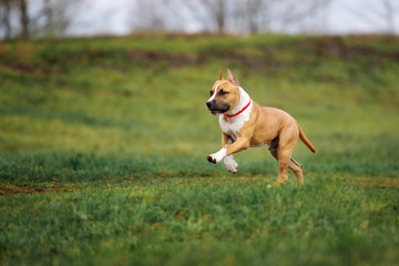 red american staffordshire terrier dogs running outdoors