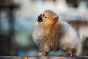 red pomeranian spitz puppy posing outdoors