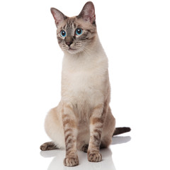 curious grey metis cat sits and looks to side