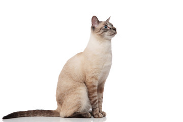 side view of seated burmese cat with blue eyes © Viorel Sima