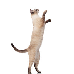 side view of lovely burmese cat jumping on back legs