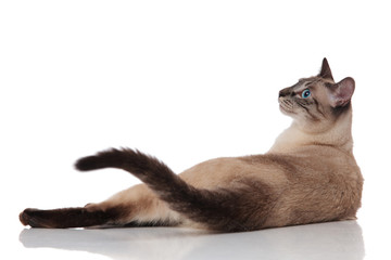 rear view of burmese cat lying and looking to side