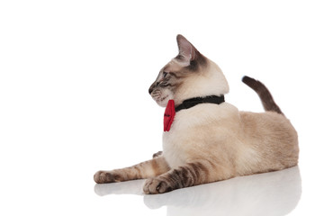 elegant burmese cat lying and looking to side
