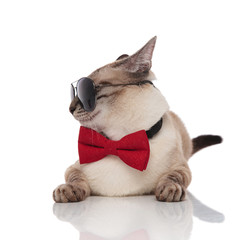 curious grey burmese cat wearing sunglasses and bowtie resting