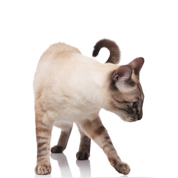 curious burmese cat standing and looking down to side