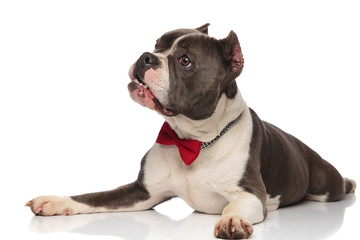 curious american bully with mouth open and bowtie resting