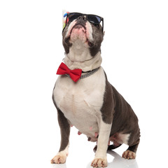 elegant birthday american bully with sunglasses looks up