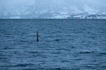 Obraz premium TRØMSO, Nord Norwegen | Polar- Kruezfahrten