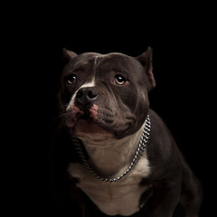 lovely american bully with chain collar looks to side