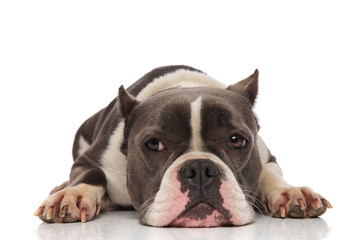 lovely american bully lying looks to side