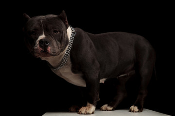 side view of black and white american bully standing