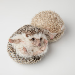 adorable white hedgehog couple standing and lying