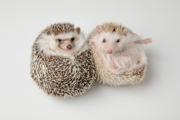 adorable african dwarf hedgehog couple lying on back
