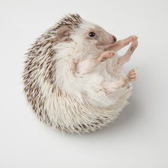 adorable african dwarf hedgehog playing with paw