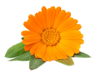 marigold flowers with green leaf isolated on white background. calendula flower.