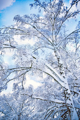 a birch tree with snow over blue winter sky 