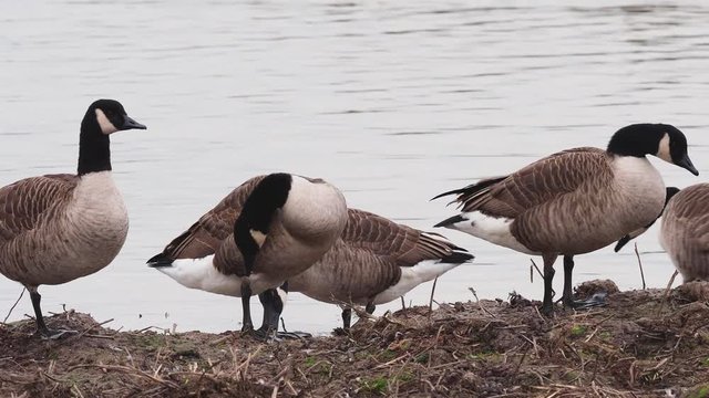 Canada Geese. Rainham Marshes. Winter