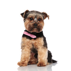 gentleman yorkshire terrier wears pink bowtie and looks to side