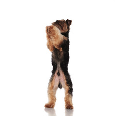 playful yorkshire terrier standing on two legs with paws raised