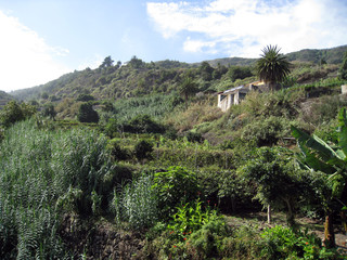 Fototapeta na wymiar landscape with palm trees and mountains
