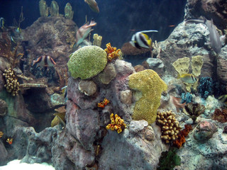 fish in coral reef