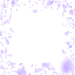 Fototapeta na wymiar Violet flower petals falling down. Noteworthy roma