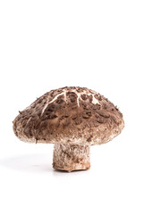 mushroom