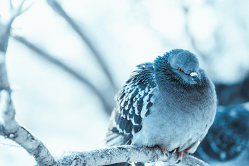 pigeons sitting hunched on a branch in the winter day