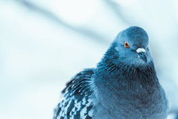 pigeon on the branch perched in the winter afternoon