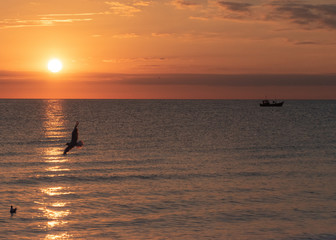 Möwen am Strand