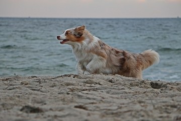 beautiful australian shepherd is running at the beach early in the morning