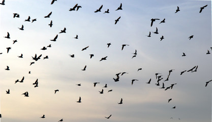 Flock of birds flying over they sky, forest background, winter view