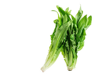 Leaf lettuce 